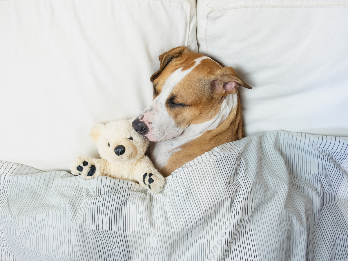 Haustiere im Bett: Solltest du deinen Hund oder deine Katze mit ins Bett nehmen?